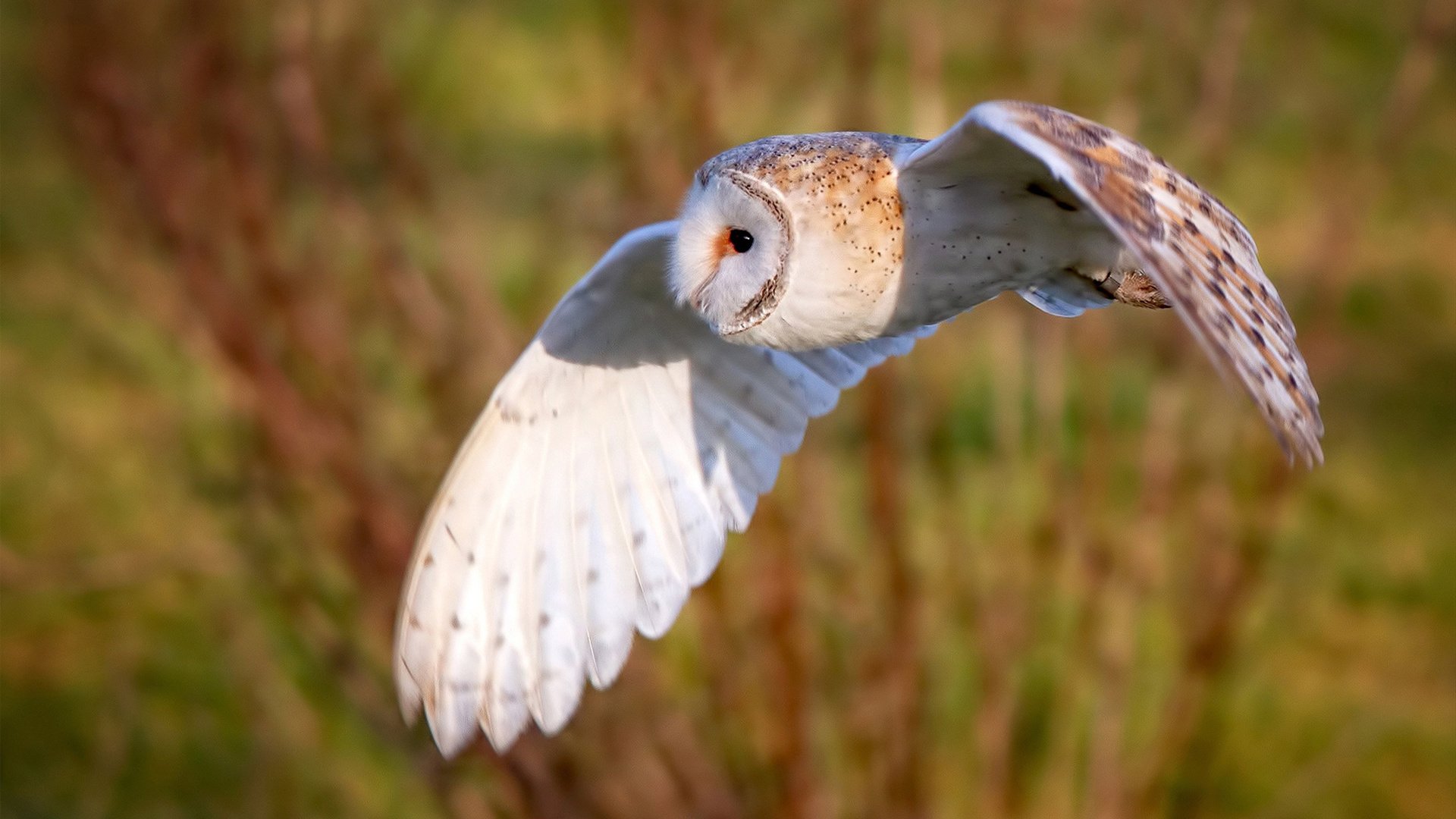 “绝杀投篮:历史上的最精彩终极时刻”,nba历史绝杀投篮数