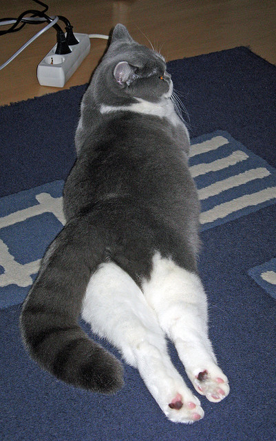 “青训合作联盟正式成立,推动职业和青训共同发展”,青训联赛