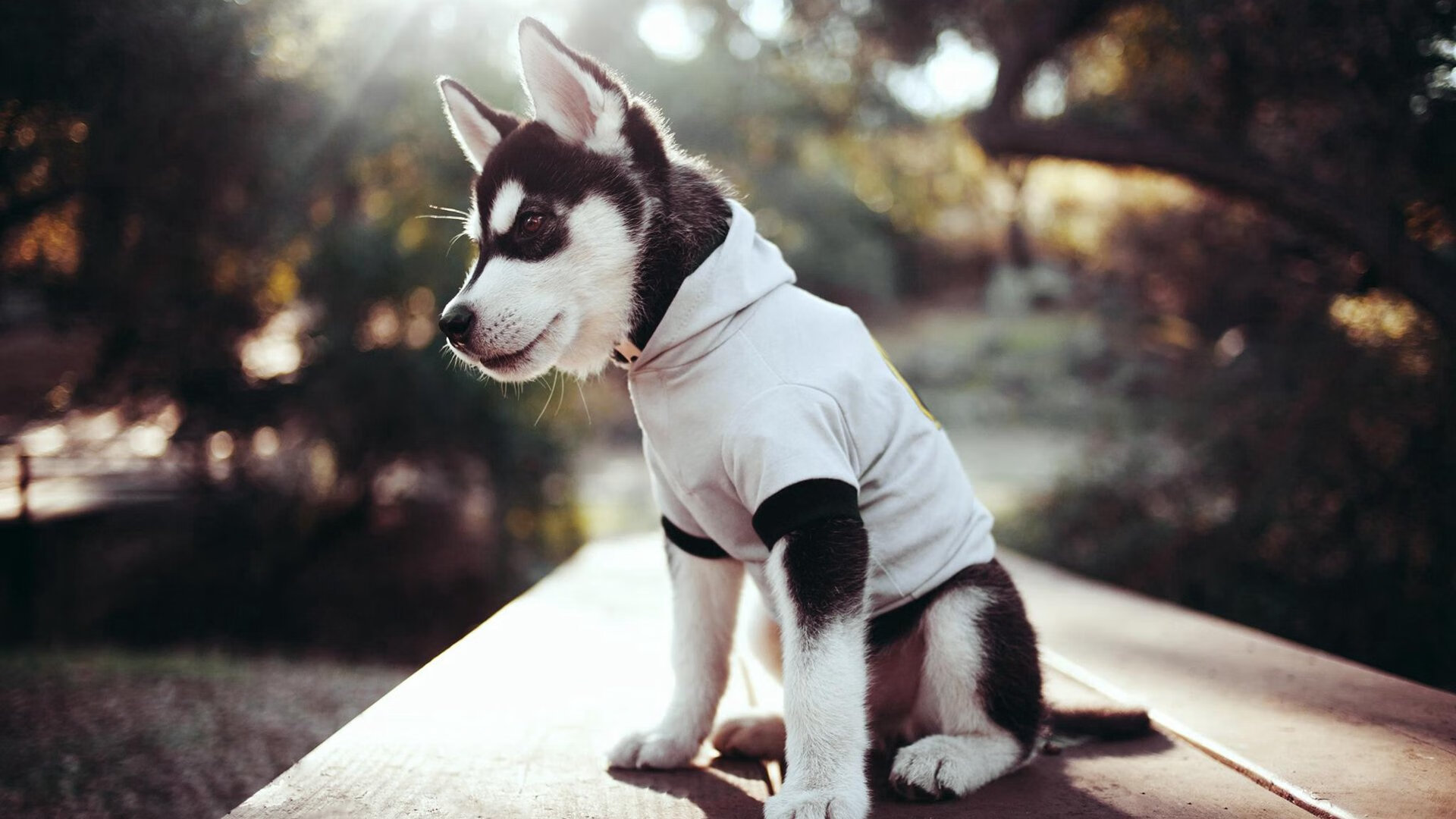 爱游戏-《电竞解说行业：从专业到娱乐的黄金转型》，电竞解说的工作内容有哪些