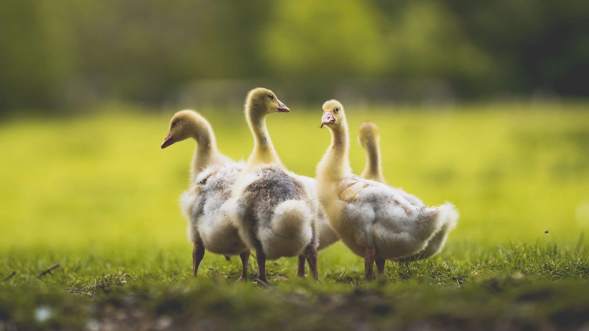 爱游戏下载-北京队签下知名外援，引发联盟震动，北京足球队外援