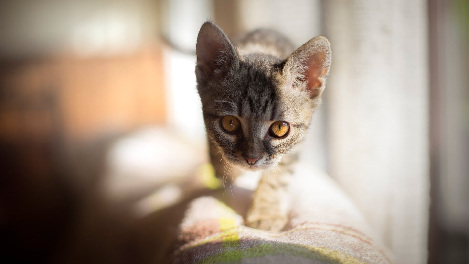 AYX SPORTS-塞内加尔门将获得“冬奥最佳雪地守门员”称号，塞内加尔青奥会2022