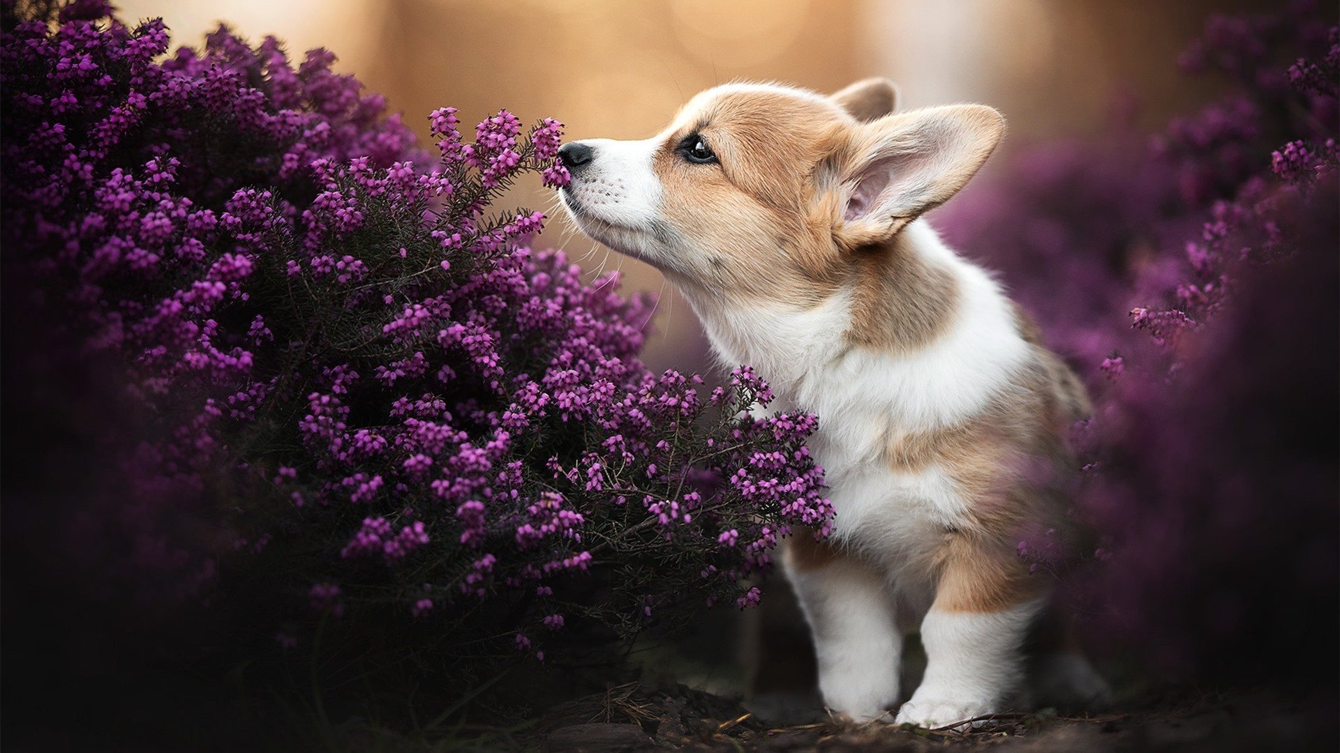 王者荣耀 赛事运营升级助力推广,王者荣耀赛事规则介绍