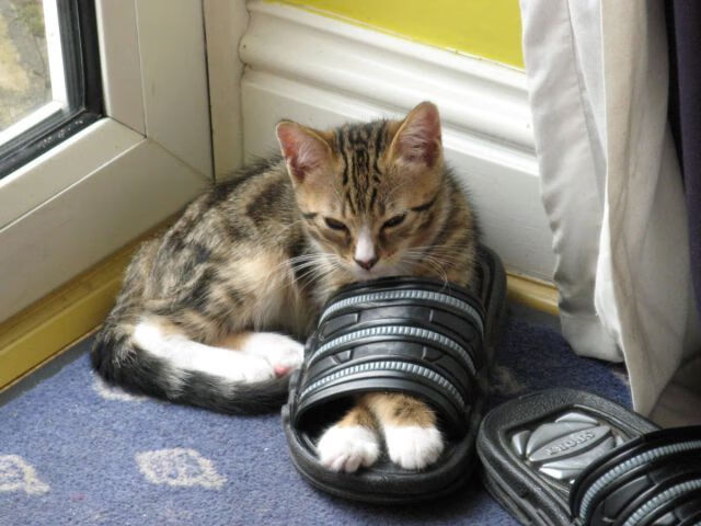 篮球名将分享职业生涯经验,激励新一代球员,篮球名将排名