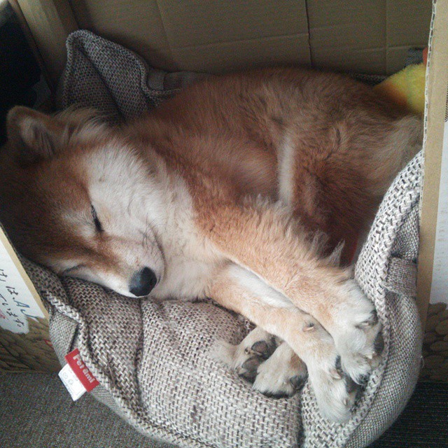 爱游戏官方-逆境奋战：那些不畏困难的足球英雄，足球奋斗