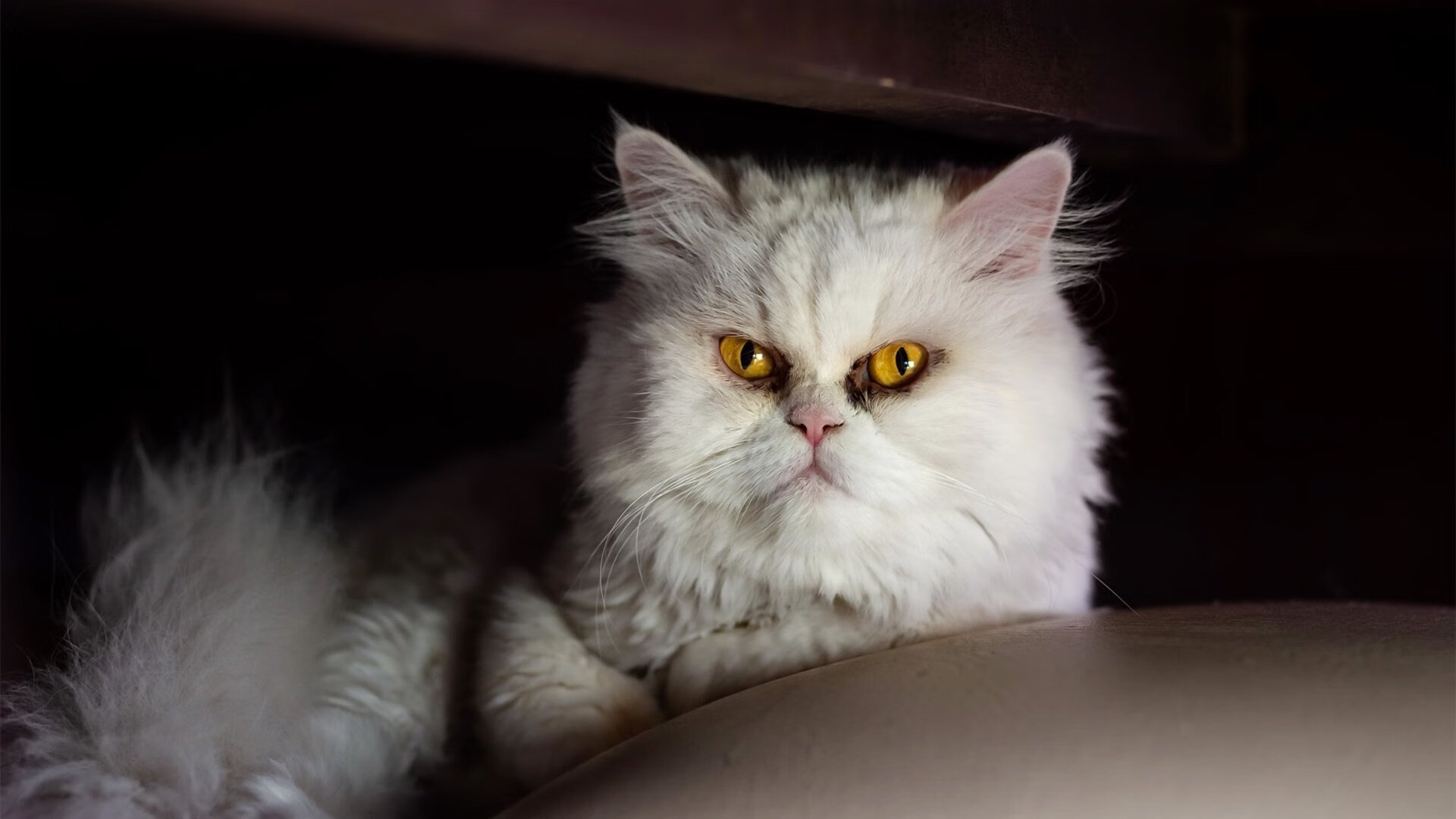 首批“足球+科技”创新项目在全国落地，开启行业新探索，足球创新创业项目