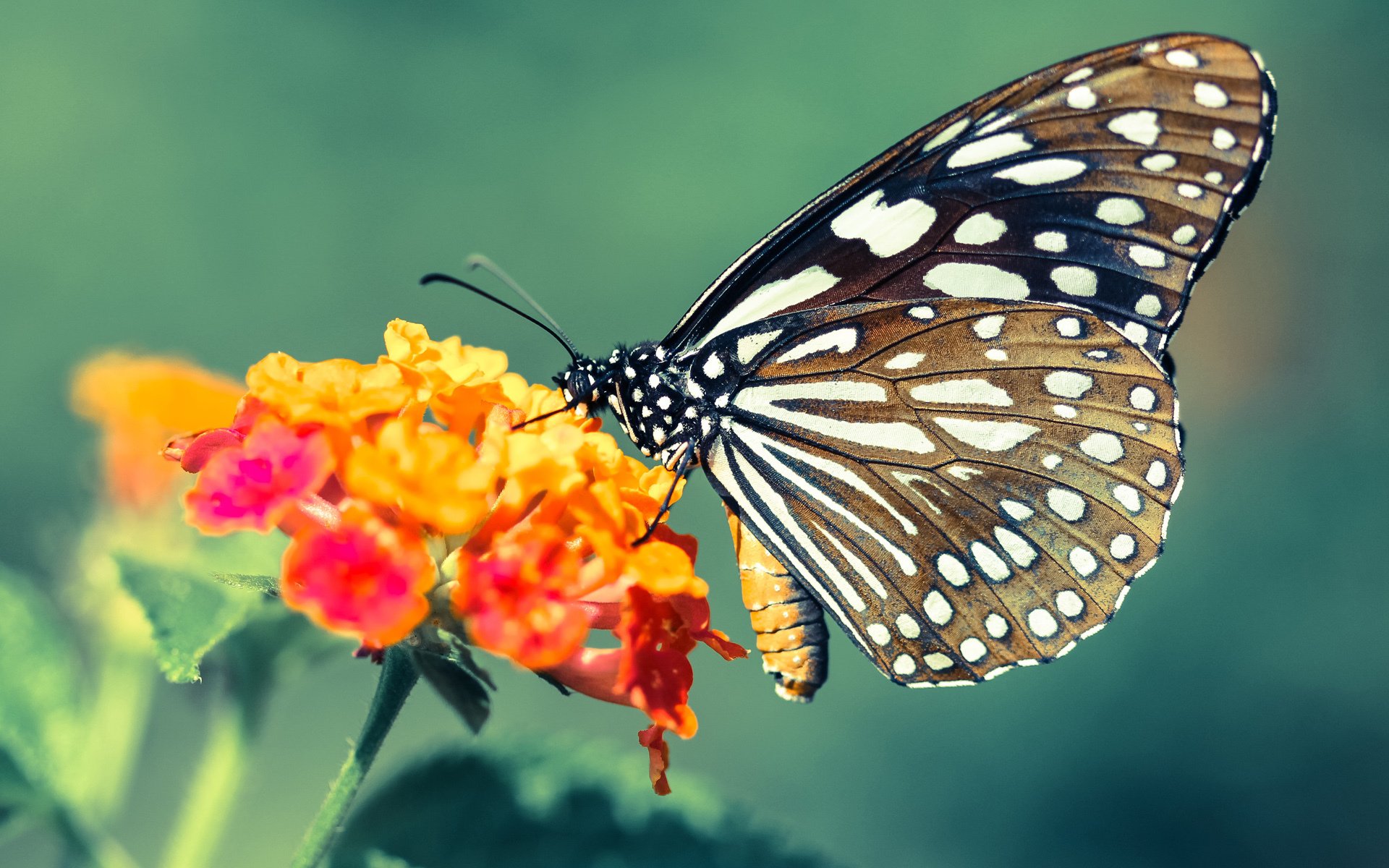 香港篮球联盟举办国际邀请赛，交流提升，香港篮球联赛得分王
