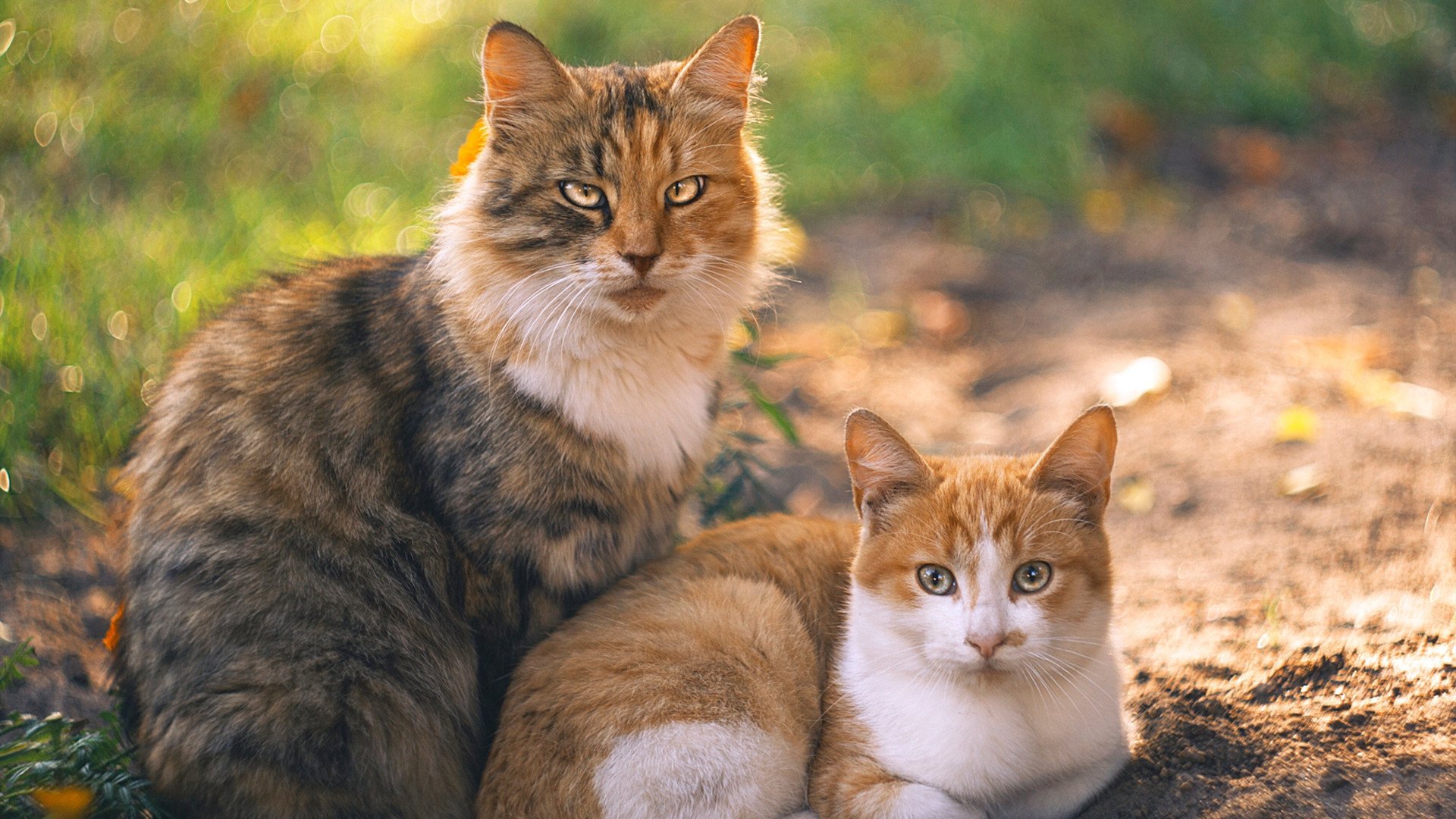 AYXSPORTSAPP-加拿大年轻球员崭露头角，加拿大青年篮球队