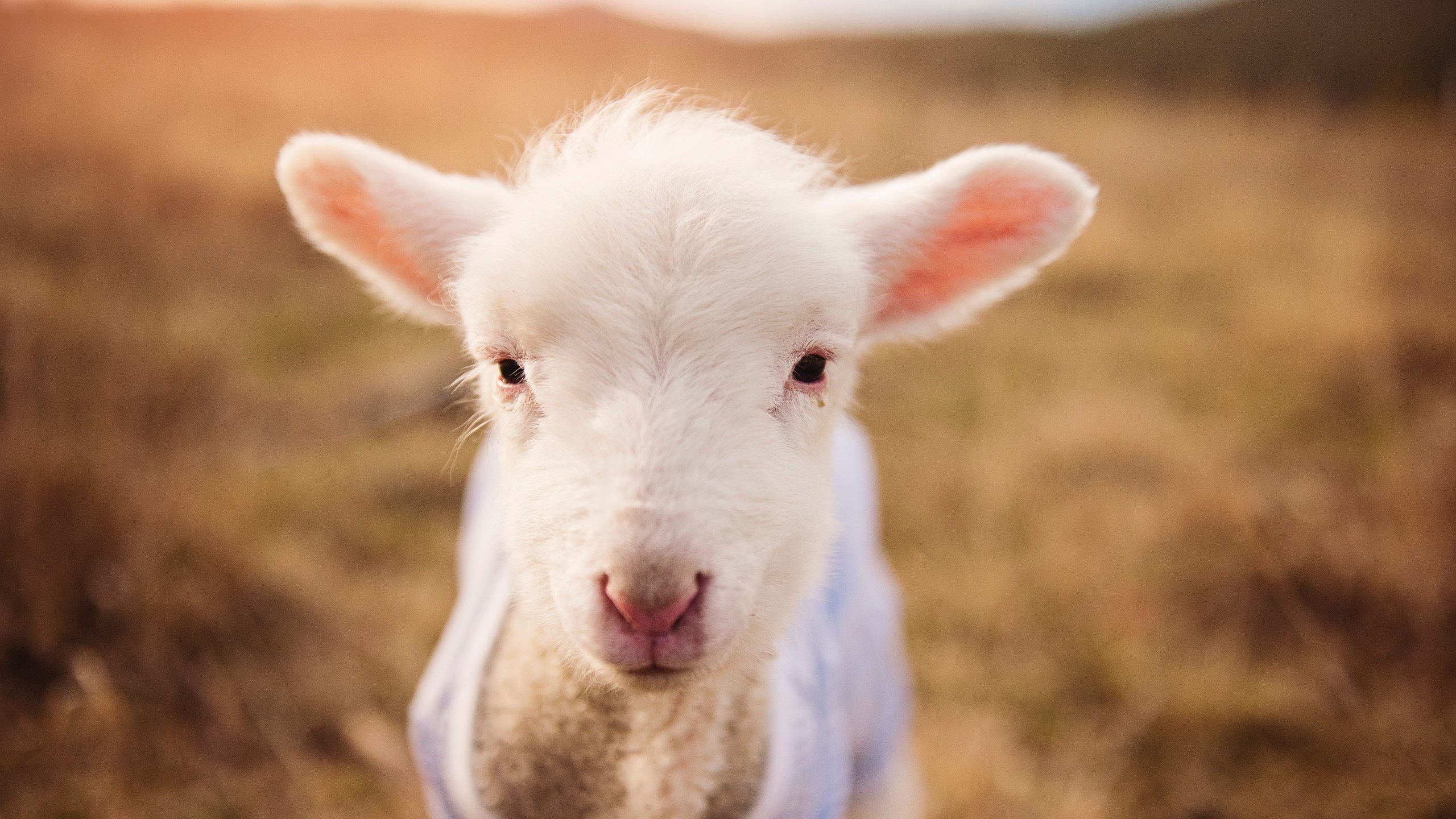 战至最后一刻,看谁能决胜关键!,战到最后一刻的诗句