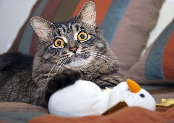 AYX GAME-萨斯塔维取胜，继续守住不败记录，萨维塔百度百科