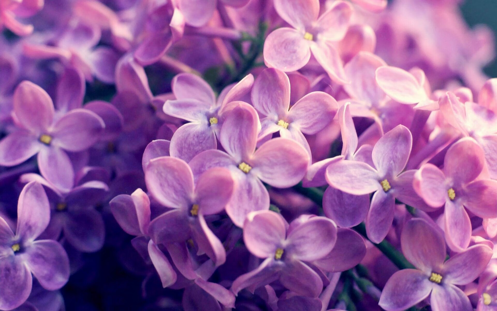 爱游戏-萨索洛-客负乌迪内斯，客场失利，萨索诺对乌迪内斯