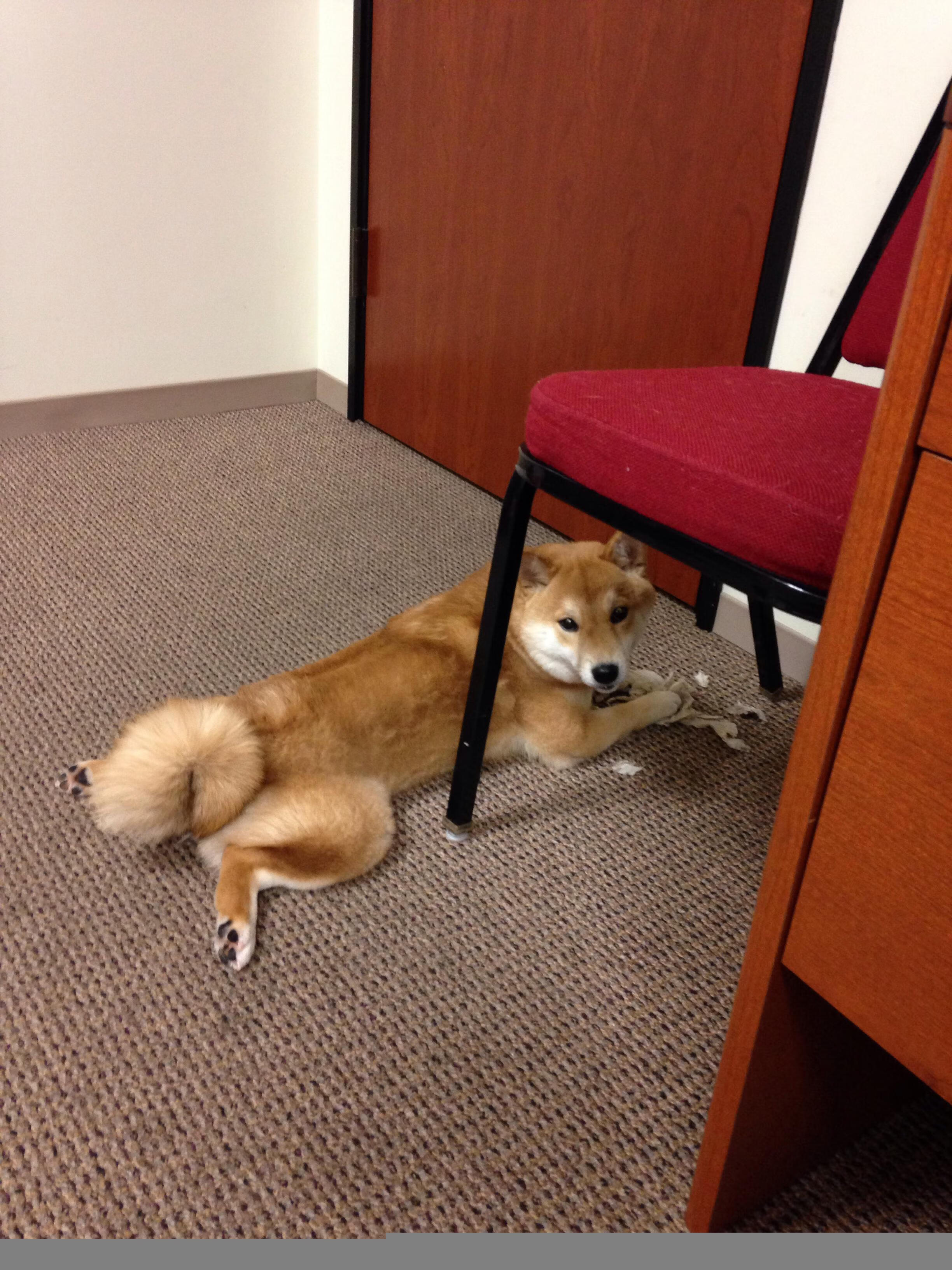 萨索洛主场-击败都灵,贝里亚尔进球助攻领衔,萨索洛vs贝内文托