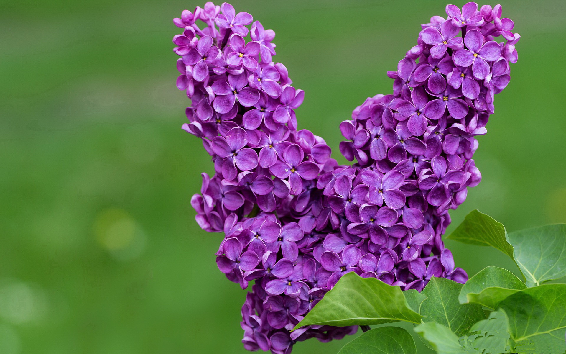 迈阿密国际青训营培养新星,未来可期,迈阿密新项目