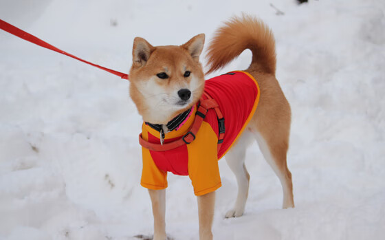 爱游戏娱乐平台-霍芬海姆结束连败，客场小胜图卢兹，霍芬海姆vs
