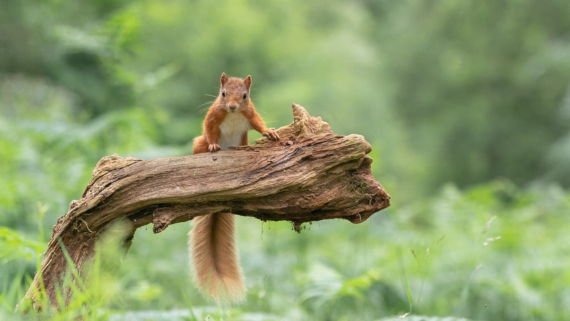 爱游戏平台-体能分配策略科学性评估，体能评估和分析怎么写