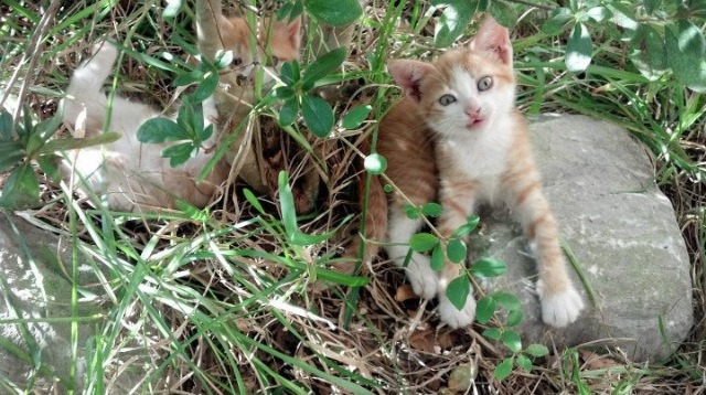 重赛与变阵对冲击争冠降级局势反转走向分析,重赛依然