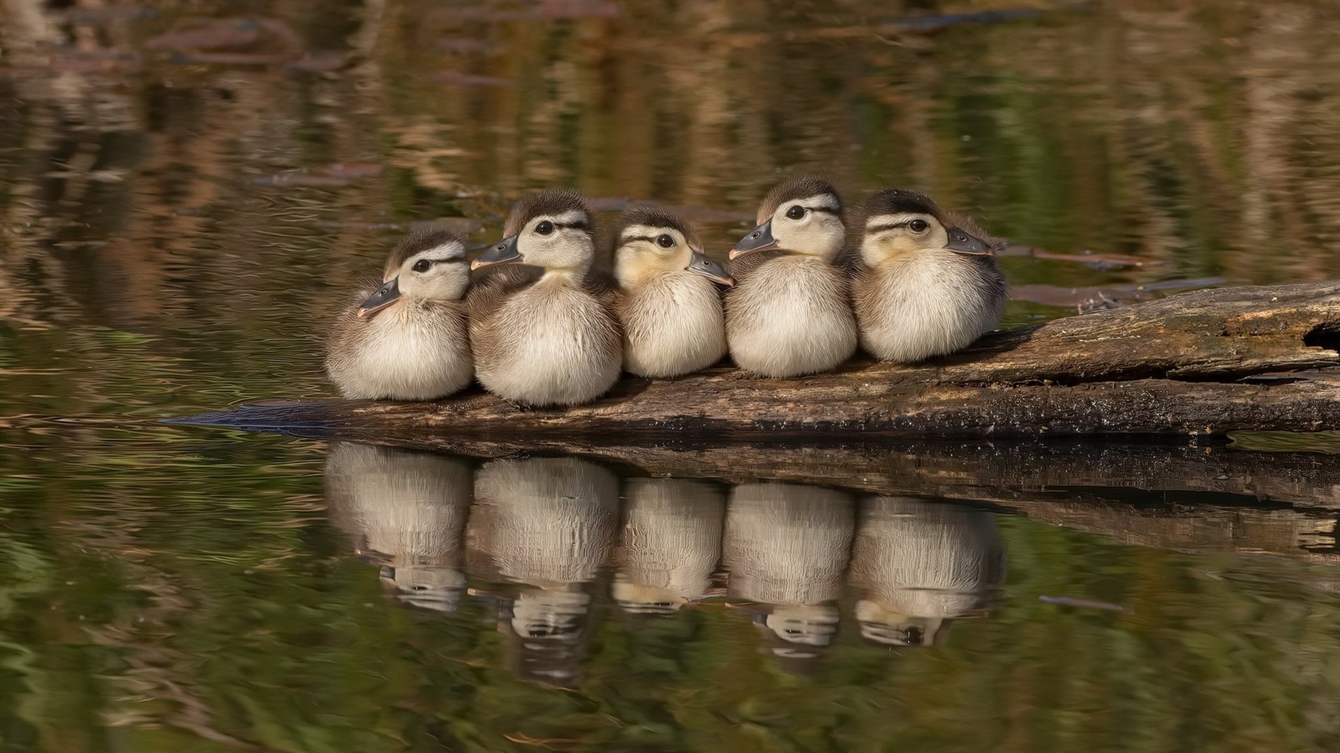 年轻跳水运动员崭露头角,未来可期,年轻的跳水运动员