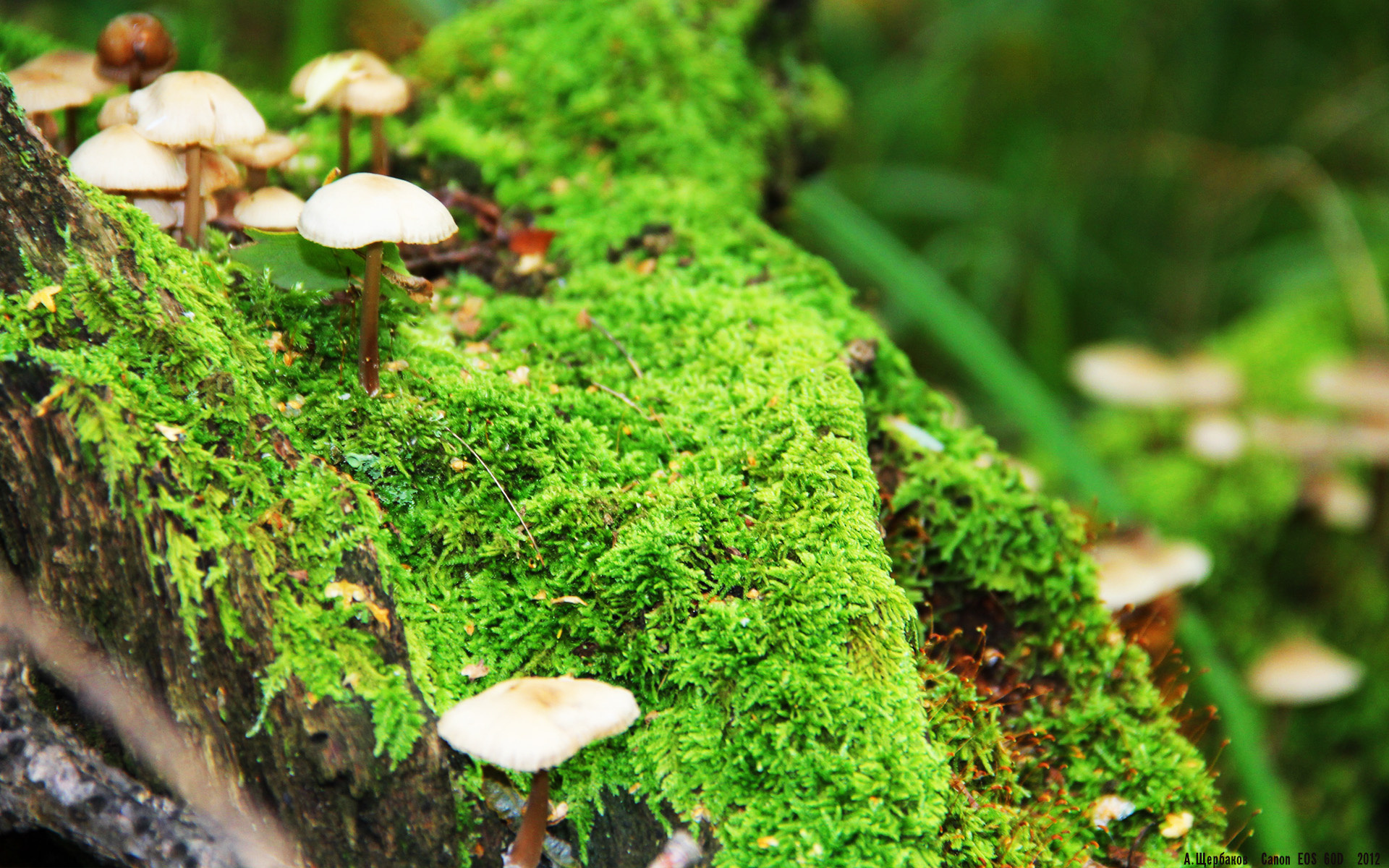 爱游戏官方-杰克·阿莱克西100米自由泳决赛技术细腻，埃里克自由泳100米