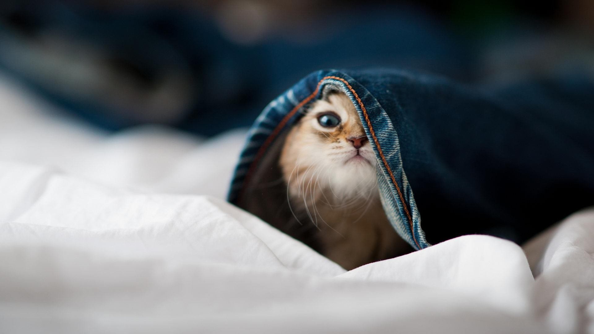 爱游戏娱乐网址-欧洲杯的赛事传播与品牌塑造，欧洲杯策划方案